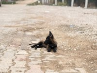 Kalitenin tek adresi A+ kalite malinois yavrular
