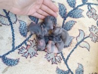 1 haftalık hollanda lop tavşanı yavruları