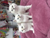 Minik beyaz güzeli british shorthair