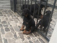 Orijinal estetikli ve estetiksiz Doberman yavrular