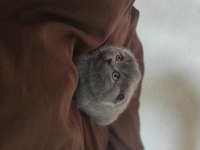 Scottish Fold Erkek yavru