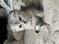 Yavru Scottish Fold
