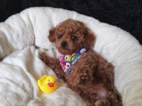 Yakışıklı Poodle Prens