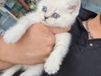 2 aylık dişi bebekler