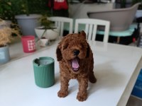 TEA CUP BOYUTLARDA POODLE BEBEKLERİMİZ