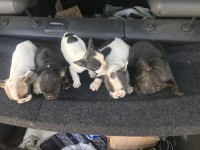 55 günlük french bulldog yavrularım Balıkesir altınoluk