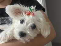 4 Aylık aşıları tam yavru maltipoo