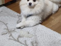 Eğitimli ve Karakteri Oturmuş 8 aylık Pomeranian