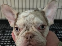 Özel renk nadir french bulldog yavrular
