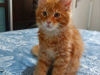 Full şecereli maine coon ünvanlı ebeveynlerden