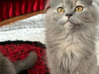 BRİTİSH LONGHAİR KEDİMİZE YUVA ARIYORUZ
