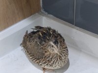 Satılık Bıldırcın Kuluçkalık Ve Yemelik Yumurta
