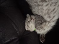 Scottish fold Luna kız için yuva arıyoruz