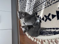 Scottish Fold