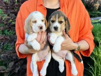 Beagle yavrularımız