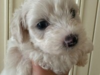 40 günlük sıfır numara terrier