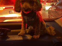 Toy Poodle Erkek (Açıklamayı Okuyun)