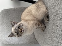 Ns24 Silver Tabby British Shorthair