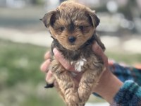 Petmode köpek çiftliğinden tea cup morkie yavrular