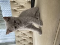 Secereli 60 günlük dişi yavrularımız british shorthair