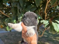 Amerikan Akita Yavru Köpekler