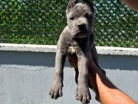 Cane Corso Bebeklerimiz Üst Kalite