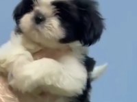 Shih Tzu Bella
