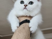Scottish straight shorthair bs12 dişi