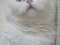 11 aylık scottish fold beyaz