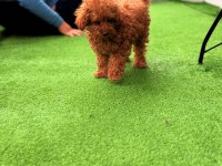 TOY POODLE ERKEK VE DİŞİ