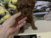 Çok Tatlı, Orijinal Toy Poodle Yavrusu