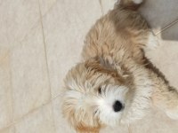 A kalite Maltipoo yavrumuz sahiplendirilecektir