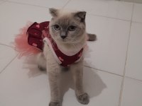 Bluepoint british longhair yavrular