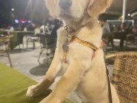 Golden retriever 5 aylık 10 numara dişi