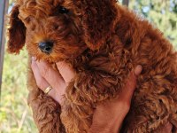 Toy Poodle yavrular 3 erkek 1 dişi