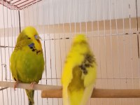 Show jumbo çift muhabbet kuşu