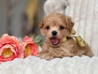 Maltipoo Bebek Surat Yavrular 