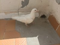 Taklacı değerli süt beyaz sağlıklı güvercin