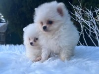 Sevimli Pomeranian Yavrular