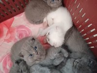 Kedilerim orijinaldir iletişime geçebilirsiniz