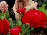 Toy Poodle Cinsi Köpeklerim