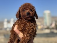 Ankaranın en güzel toy poodle yavruları ziyarete açık