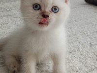 British shorthair yavrulara sıcak yuva