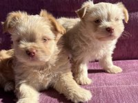 Terrier yavrularımız sahiplendirilecekler