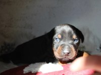 Doberman yavru köpekler