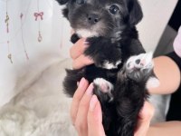 Black Toy Poodle Çok Uyguna