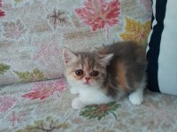 EV KEDİMİZ YAVRUSU İLE SAHİPLENDİRİLECEK