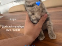 Anneleri Ankara Kedisi Yavrular