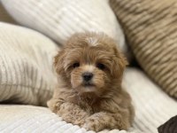 Çift renk özel kore maltipoo yavrular