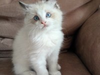 SECERELİ RAGDOLL YAVRULAR